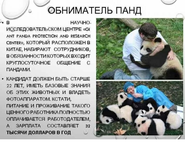 Обниматель панд